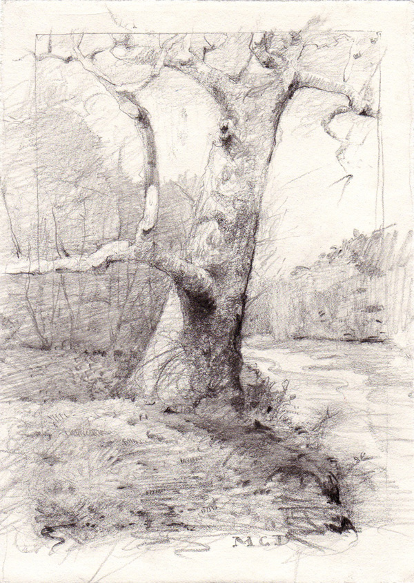 tree drawing pictures. Buttonwood Tree. Drawing